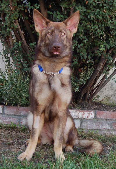 Liver sable hot sale german shepherd